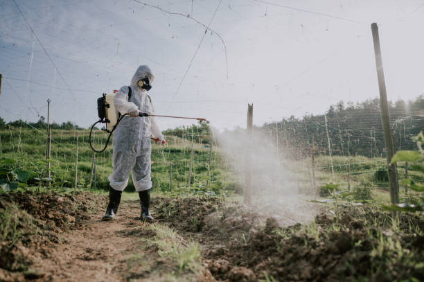 Best Local Pest Control Services  in Chicopee, MA