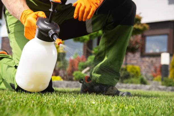 Best Flea Control Services  in Chicopee, MA