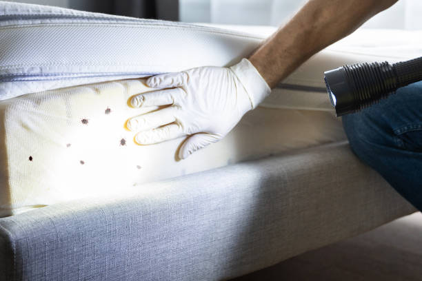 Best Mosquito Control Services  in Chicopee, MA