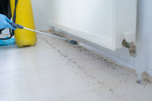 Best Pest Inspection Near Me  in Chicopee, MA