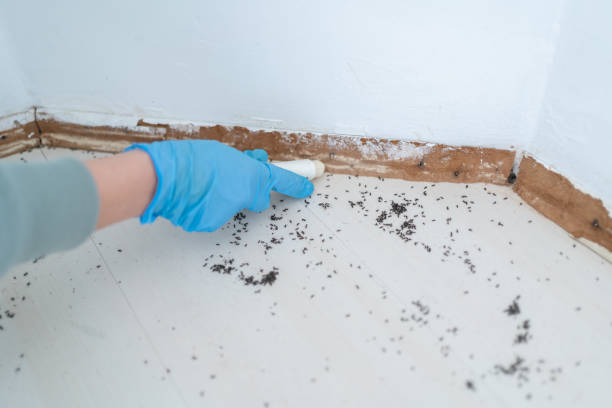 Best Rat Extermination Near Me  in Chicopee, MA